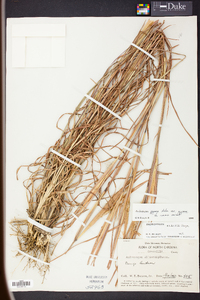 Andropogon gyrans image