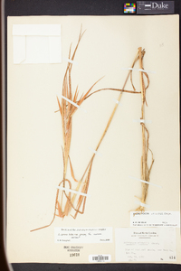 Andropogon gyrans image