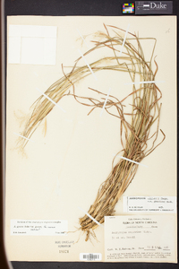 Andropogon gyrans image