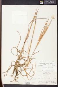 Andropogon gyrans image