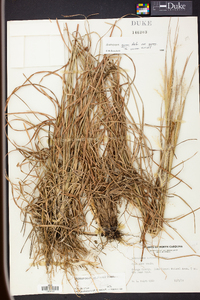 Andropogon gyrans image