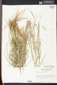 Andropogon gyrans image