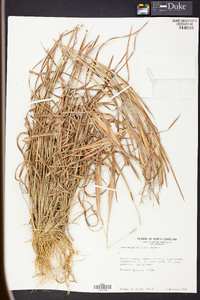 Andropogon gyrans image