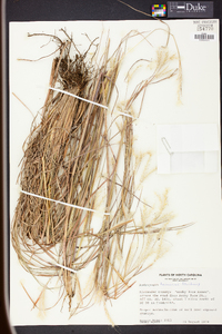 Andropogon ternarius image