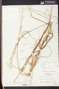 Andropogon ternarius image