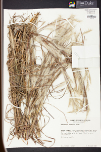 Andropogon ternarius image