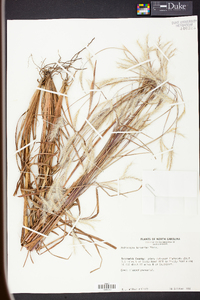 Andropogon ternarius image