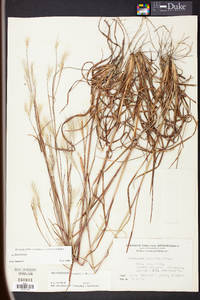 Andropogon ternarius image