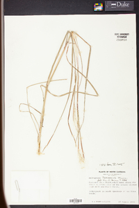 Andropogon ternarius image