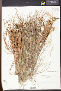 Andropogon ternarius image