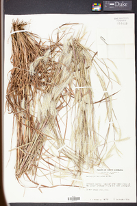 Andropogon ternarius image