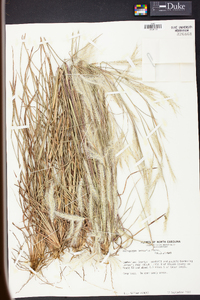 Andropogon ternarius image