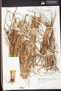 Andropogon ternarius image