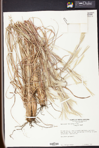 Andropogon ternarius image