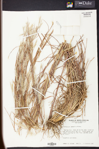 Andropogon ternarius image