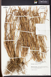 Andropogon ternarius image