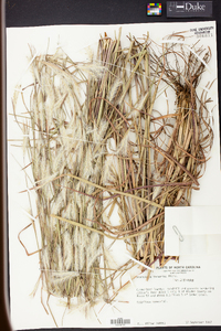 Andropogon ternarius image