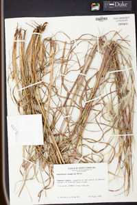 Andropogon ternarius image