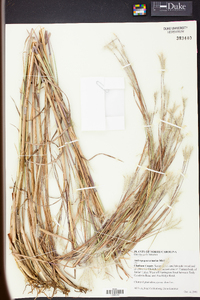 Andropogon ternarius image