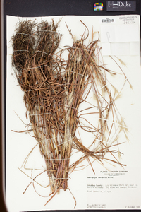 Andropogon ternarius image