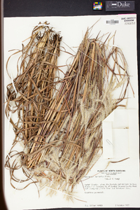 Andropogon ternarius image