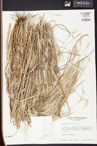 Andropogon ternarius image