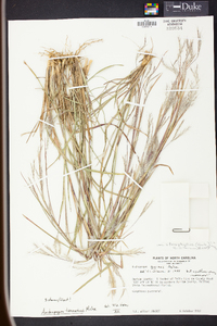 Andropogon ternarius image