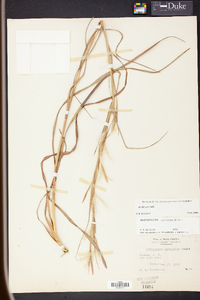 Andropogon ternarius image