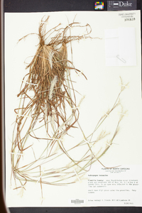 Andropogon ternarius image