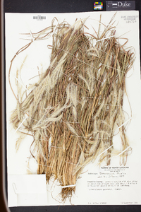 Andropogon ternarius image