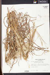 Andropogon ternarius image