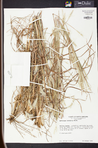 Andropogon ternarius image