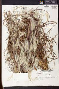 Andropogon ternarius image