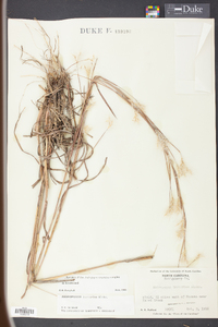 Andropogon ternarius image