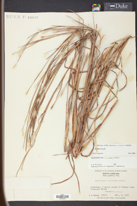 Andropogon ternarius image