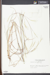 Andropogon ternarius image