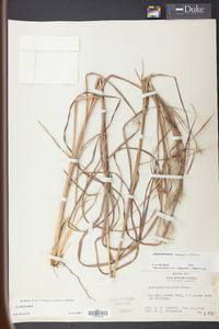 Andropogon ternarius image