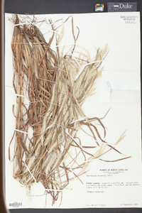 Andropogon ternarius image