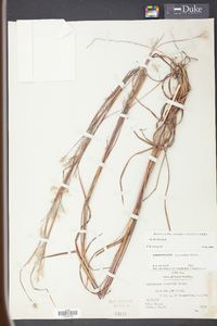 Andropogon ternarius image