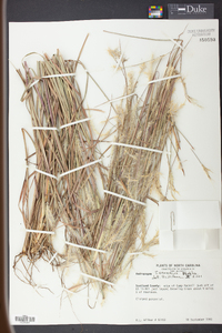 Andropogon ternarius image