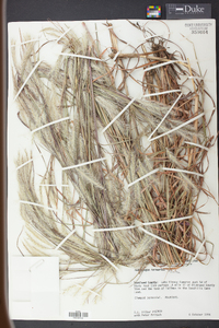 Andropogon ternarius image