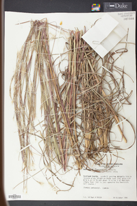 Andropogon ternarius image