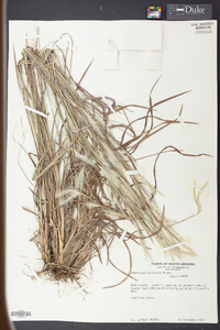 Andropogon ternarius image