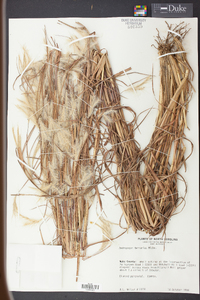 Andropogon ternarius image