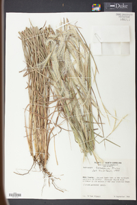 Andropogon ternarius image