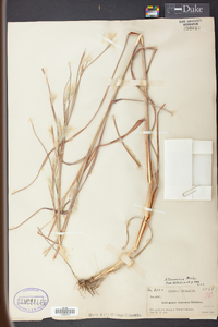 Andropogon ternarius image