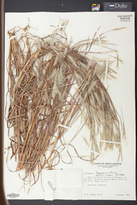 Andropogon ternarius image