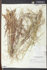 Andropogon ternarius image