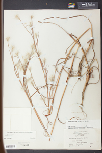 Andropogon ternarius image