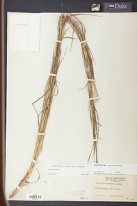 Andropogon ternarius image